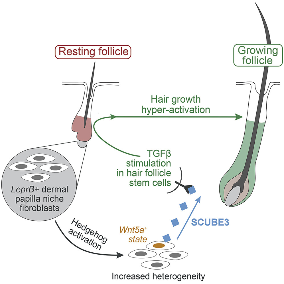 Dev Cell 2022 — Hedgehog/SCUBE3 drives hair follicle regeneration
