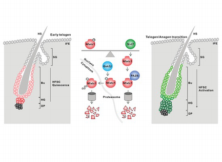 EMBO J 2020 — SIRT7 activates quiescent hair follicle stem cells