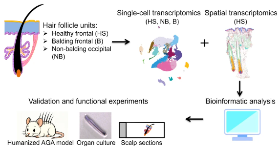 Image for Single-cell transcriptomics reveals hair growth retardation mediated by aberrant connective tissue sheath contraction in male androgenetic alopecia