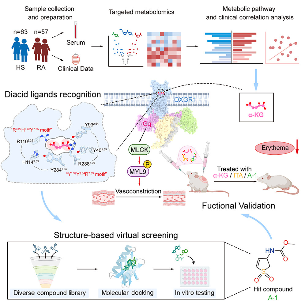 Image for Metabolite-gated vascular contractility switch: OXGR1 activation mechanism enables agonist therapy for rosacea erythema